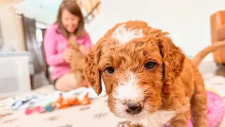 Must Watch Before Picking Out A Goldendoodle Puppy
