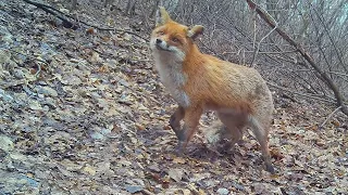 The trail camera seems suspicious to the Red Fox (trail camera)