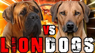 Boerboel vs Rhodesian Ridgeback | Rhodesian Ridgeback vs Boerboel | Billa Boyka |