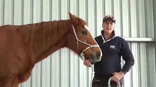 Progressive Equine Services Corrective Farrier Video