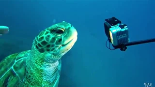 В ГОСТЯХ У ЧЕРЕПАХ И СКАТОВ! Подводный мир Тенерифе / Diving with turtles and stingrays