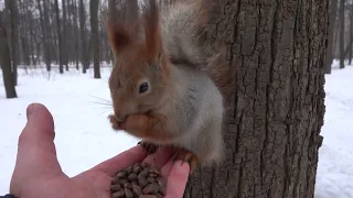 Белка с пальчиком, которую я не снимал / A squirrel with a finger that I haven't taken off before