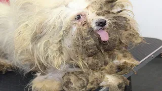 Rescuing a Neglected Dog - A Story of Hope and Transformation #rescuedog @groomingstudioleni