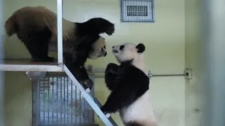 Giant pandas mate in rare ritual at French zoo | AFP