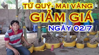 ANH CẢNH 📲  O93IO56IO7 GIÁ TỐT - TỨ QUÝ, MAI VÀNG GIAO LƯU NGÀY 02/7 "MAI VÀNG NAM BỘ"