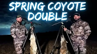 Spring Coyote Double | Maine thermal Coyote Hunting
