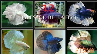 12 Types Of Betta Fish ~Pattern 2021. Some wild Betta fish you may never seen before!!!