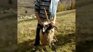 Rodna veche , oile lui Florea Hazbeiu si Iacob Croitor  ,2017