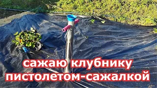 Посадка маточника клубники с помощью пистолета-сажалки осенью в пригороде Воронежа