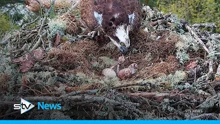 First osprey chick of season hatches at wildlife reserve