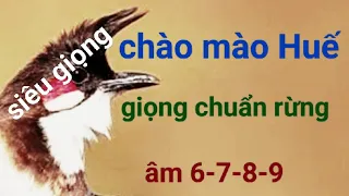 CHÀO MÀO HUẾ GIỌNG HAY ÂM CHUẨN GIÀ RỪNG // ÂM 6-7-8-9