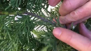 Growing Leyland Cypress Trees From Cuttings