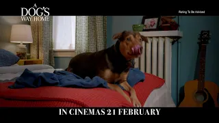 A Dog's Way Home - Bond - 15s - In Cinemas 21 February 2019