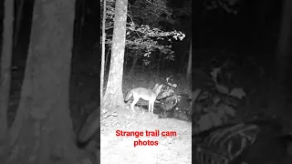 The Current River | Strange Trail Camera Photos (From Bigfoot Film)