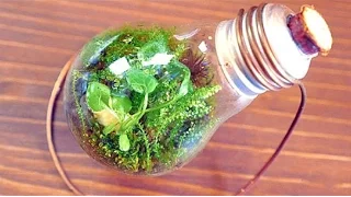 Ewiges Terrarium 3 Monate später