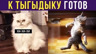 Приколы с котами. К тыгыдыку готов! | Мемозг #204