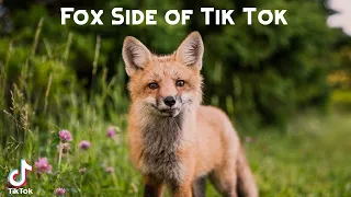 Fox Side of Tik Tok