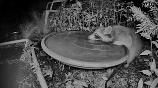 raccoon drinking out of the bird bath