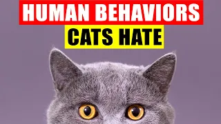 18 Human Behaviors Cats Hate and Wish You Wouldn't Do