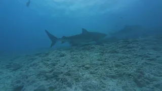 Tiger Sharks