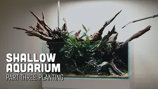 Shallow Aquarium Planted Paludarium Mini Series Part 3 - Planting