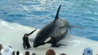 Shamu --  the killer whale