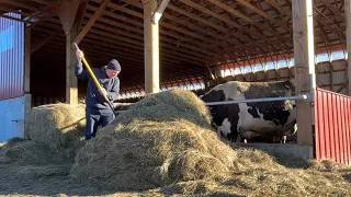 Milking and feeding cows during mud season