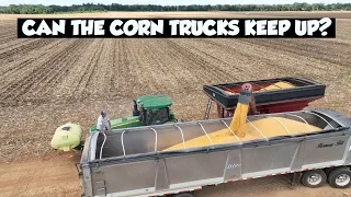 CORN HARVEST IS BETTER THAN LAST YEAR