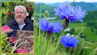 BLEUET ET CENTAURÉE DES FLEURS TRÈS FACILES, MELLIFÈRES ET DÉCORATIVES. Le Quotidien du Jardin N°232