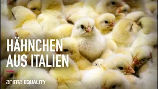 Aufgedeckt: die brutale Hähnchenfleisch-Industrie Italiens