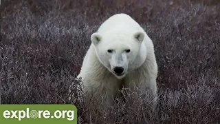 Polar Bears and Brown Bears - Live Chat