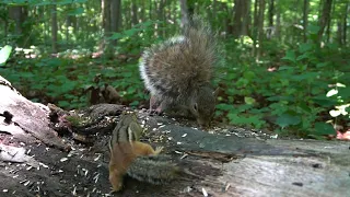 Animals of the Forest - 10 Hours of Chipmunks and Squirrels - July 14, 2021