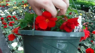 How to grow MASSIVE Begonia Flowers! [Greenhouse Secret]