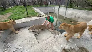 УЖАС! Львица Миранда прыгнула в бассейн с водой и Олег Зубков кинулся ее СПАСАТЬ!