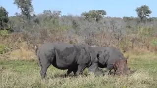 Rhinos mating at Sabi Sabi