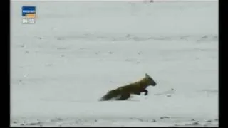 Hunting a fox and a wolf with a golden Eagle (Kazakhstan)  (lang=german)