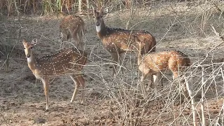 Beautiful deers in out skirts of Mysore