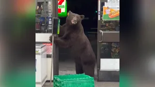 Brown Bear Drops Into Convenience Store