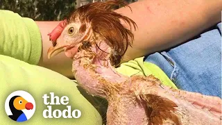 Naked Rescue Chicken Learns To Walk | The Dodo Faith = Restored