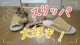 飼い主のスリッパを返さない陽気な子猫の姿が可愛い！