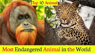 Most Endangered Animal in the World | Top 10 Endangered Animals in the World | By- Amazing Society
