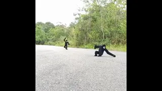 very cute white cheeked gibbons.