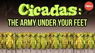 Cicadas: The dormant army beneath your feet - Rose Eveleth