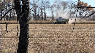 Продовжуємо обмолот кукурудзи🌽 Гібрид Піонер P8567, врожаєм задоволені‼️