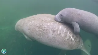 How fast can manatees swim?