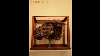 Specimens - Merrylin Cryptid Museum