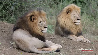 Big Male Lions resting-Biggest Lions in Africa