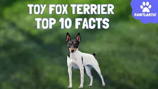 Discover the Charming Toy Fox Terrier: Top 10 Fascinating Facts!