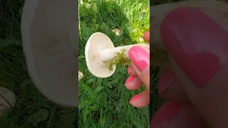 Čirůvka májovka / Calocybe gambosa #houby #houbaření #hubarcenie #mushroom