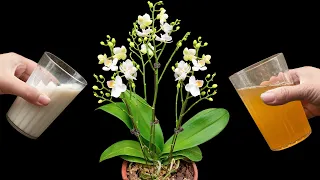 If you know this secret, your orchid will take root and bloom forever